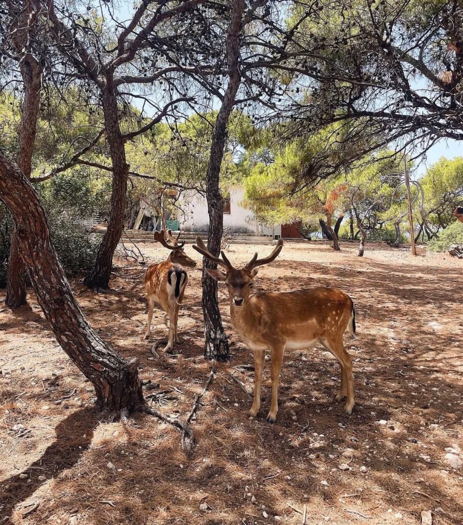 Deers in Moni Island