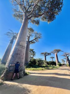 Madagascar's baobabs