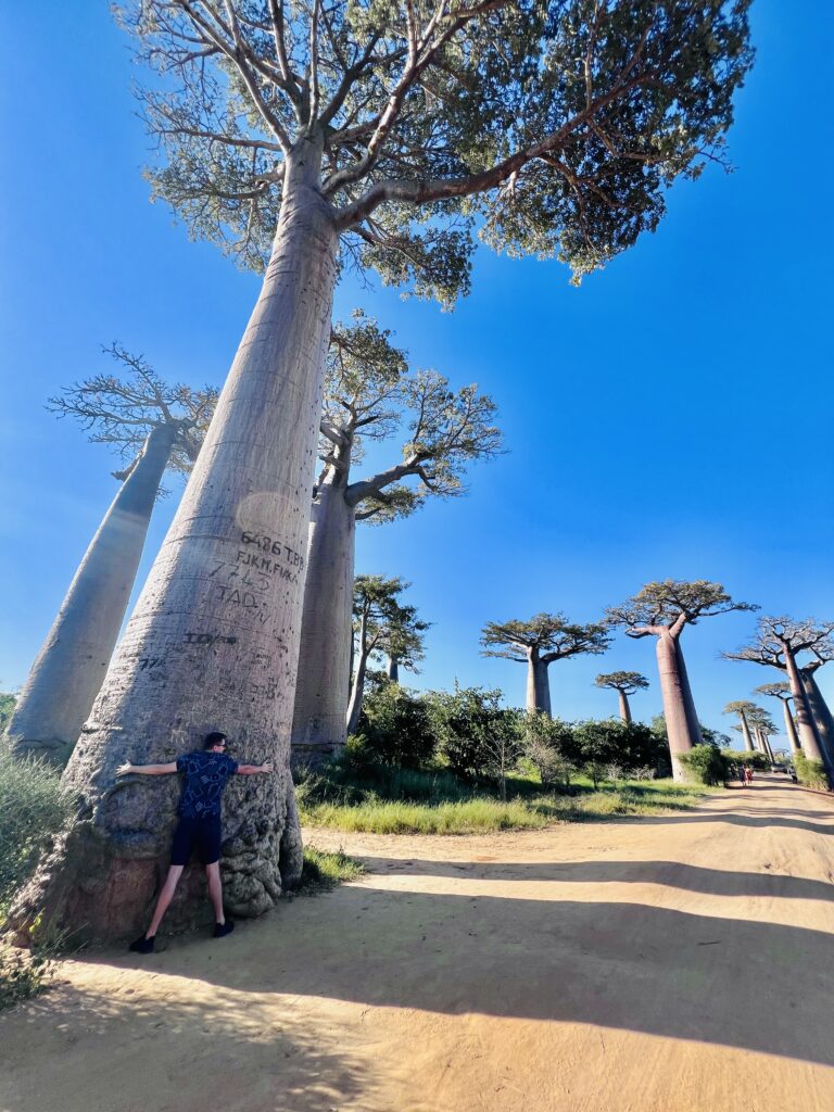 Madagascar's baobabs
